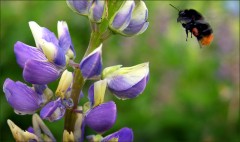 Hummelflug Hummelflug