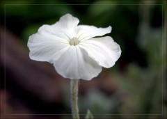 Weisse Lichtnelke Weisse Lichtnelke