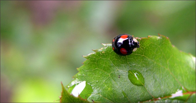 Schwarzer Marienkäfer
