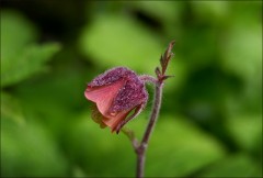 Bachnelkenwurz Bachnelkenwurz