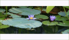 Teichimpression Teichimpression