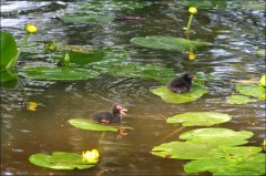 Teichhuhnküken Teichhuhnküken