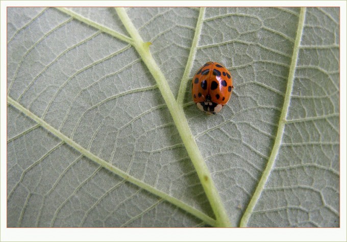 Marienkäfer