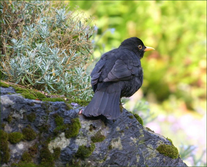 Amsel