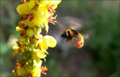 Hummelflug Hummelflug