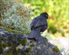 Amsel Amsel