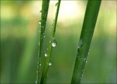 Regentropfen Regentropfen