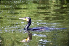 Kormoran Kormoran