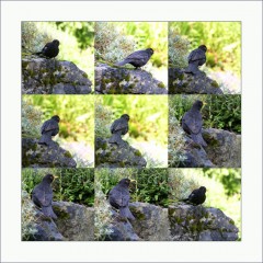 Amselcollage Amselcollage