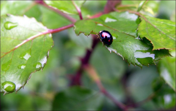 Schwarzer Marienkäfer