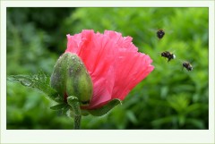 Drei im Anflug Drei im Anflug