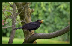 Amsel Amsel