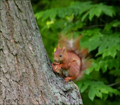 Eichhörnchen Eichhörnchen