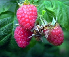 Himbeeren Himbeeren