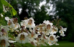 Baumblüten Baumblüten