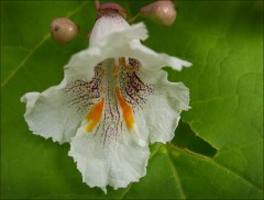 Baumblüte Baumblüte