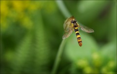 Schwebfliege Schwebfliege