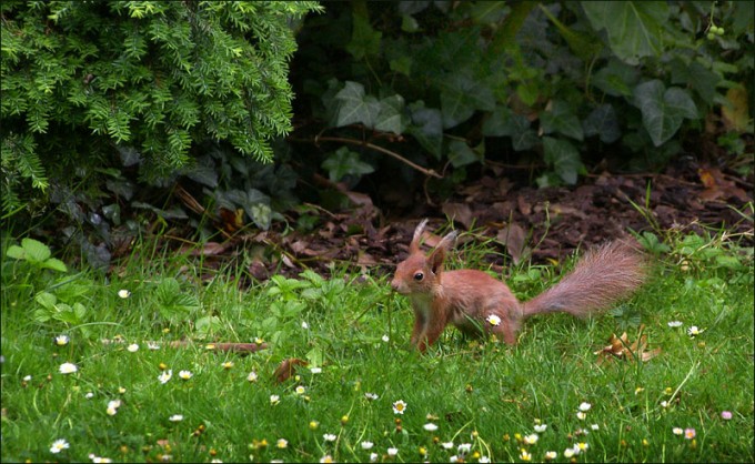 Junges Eichhörnchen