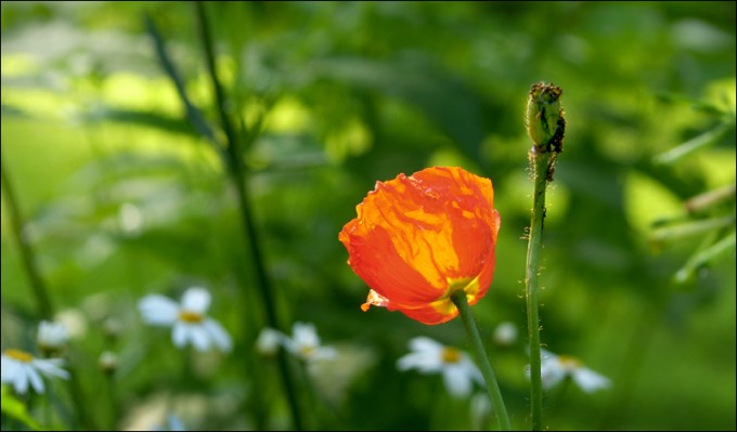 Mohn