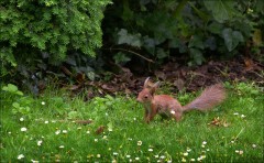 Junges Eichhörnchen Junges Eichhörnchen