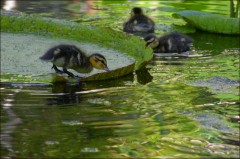 Entenküken Entenküken