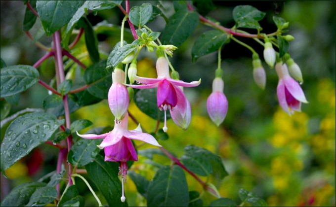 Fuchsien
