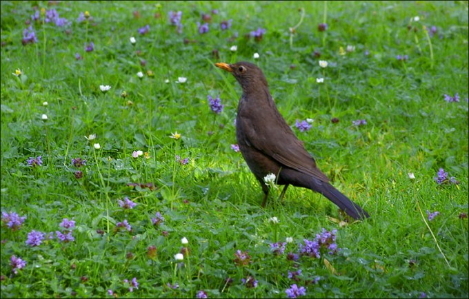 Amsel