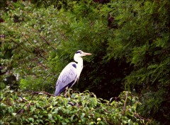 Fischreiher Fischreiher