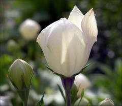 Ballonblume Ballonblume