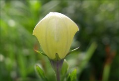 Ballonblume Ballonblume