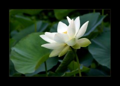 Weisser Lotos Weisser Lotos