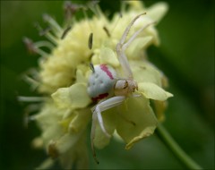 Ein Insekt? Ein Insekt?