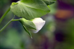 Erbsenblüte Erbsenblüte