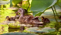 Entenküken Entenküken