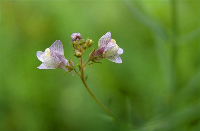 Wiesenblüten