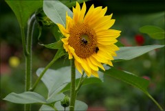 Sonnenblume Sonnenblume