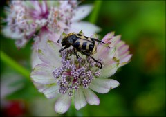 Pinselkäfer Pinselkäfer