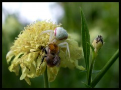Die Krabbenspinne Die Krabbenspinne