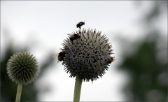 Vier Hummeln Vier Hummeln