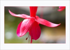 Fuchsie Fuchsie