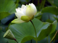 Lotusblüte Lotusblüte