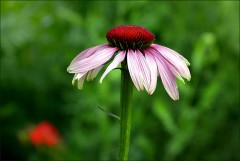 Echinacea Echinacea
