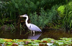 Fischreiher Fischreiher