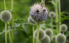 Kugeldisteln Kugeldisteln