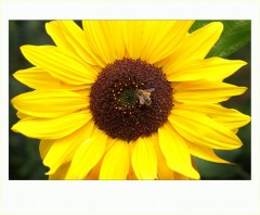 Sonnenblume Sonnenblume