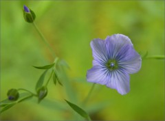 Blaue Blüte Blaue Blüte