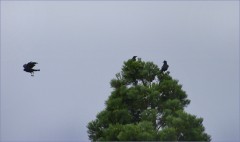 Drei Raben Drei Raben