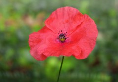 Klatschmohn Klatschmohn