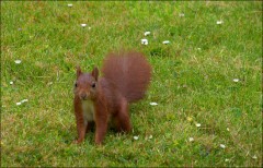 Eichhörnchen Eichhörnchen