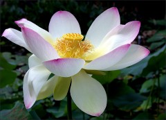 Lotosblüte Lotosblüte